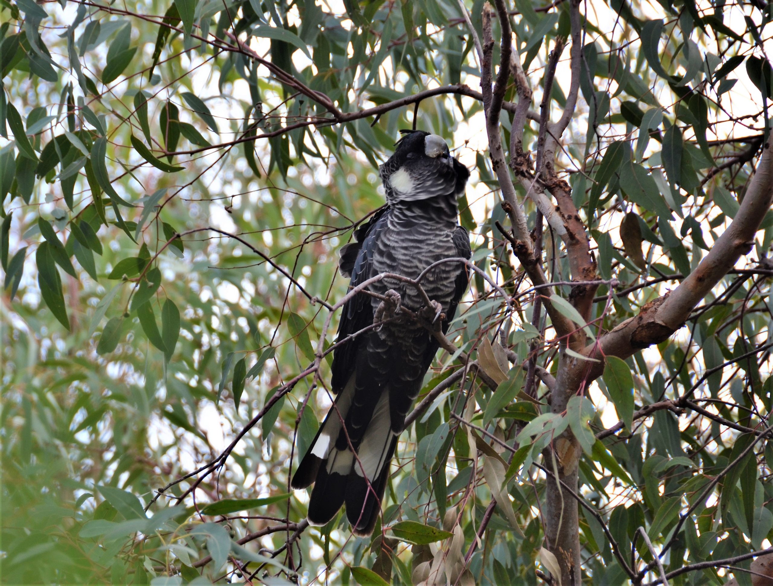 baudins black cockatoo perth nomadic living prefab homes